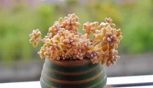  「春天」春天到了养什么3款“多肉”植物，生长旺盛，简单又好看