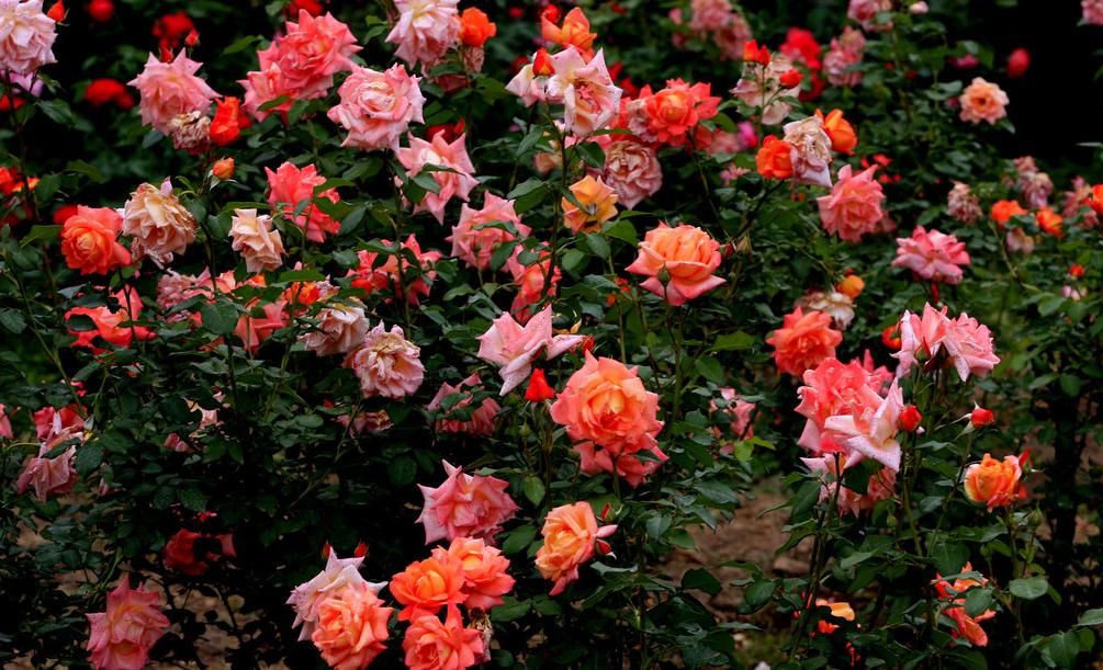  『大花香水』此花花大芳香，花色鲜艳，观赏性强，低温开花，值得拥有和养护