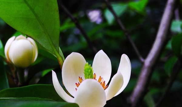  #春天#这几种花很适合春天阳台养，浇水少开花美，花期长最爆盆，美爆你阳台