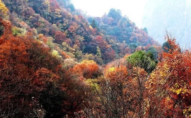 不用去婺源，湖北也有神仙秋景可赏，自驾2小时直达！