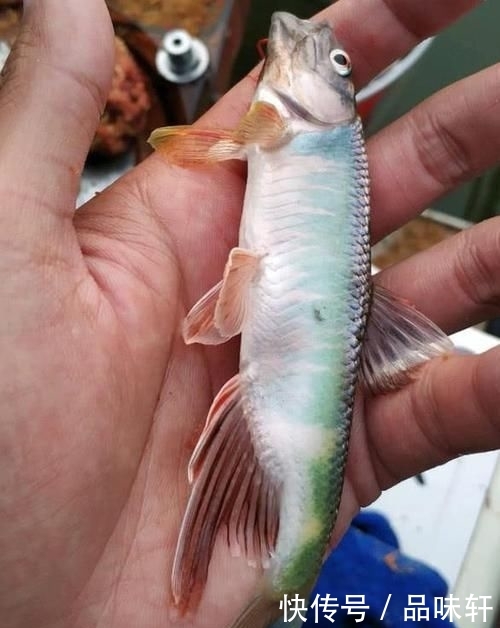  【黑坑】为啥很多人爱钓鱼却不爱吃鱼？这4个理由，全都是钓鱼人的泪