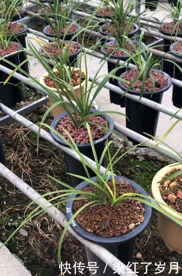 浅谈|浅谈种养兰花的水平,要把兰花养到壮,养得有野性
