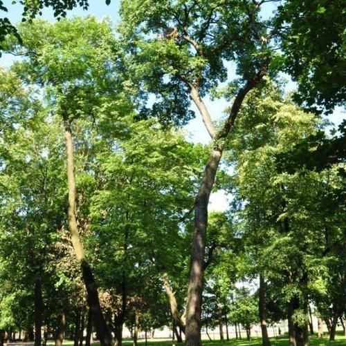  「顶级」山里一种植物，花是蜂蜜中顶级珍品，也是中药至宝，遇到请重视！