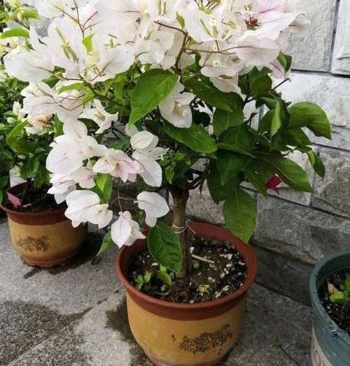  #长满花盆#三角梅开花少，狠心“剪剪枝条”，花苞“爆开”，根系长爆花盆