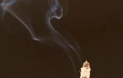 「袖珍椰子」聪明人养花，都在角落摆盆它，光线不好也能绿油油！