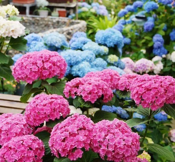  「长寿花」新手养花?就选这几种,平时少折腾,掌握精髓,养啥也爆盆