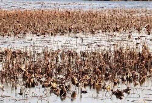  【白鹳】成群白鹳和野鸭来到山东这个湖过冬