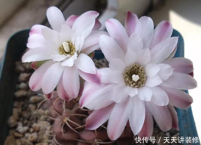  [图片作者]15种超级好养的花，不死鸟居然不是第一，“养花杀手”们试一试吧