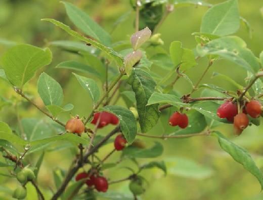  养花常识@旁杞木为红树科的一种，小枝和枝干燥时紫褐色。