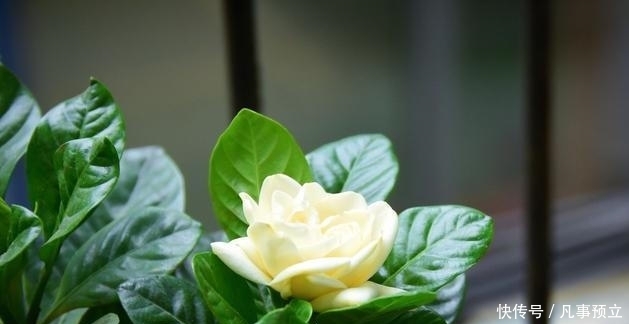 『栀子花』栀子花带着花苞买回家,三点处理方式,正常开花,彰显“高技术”