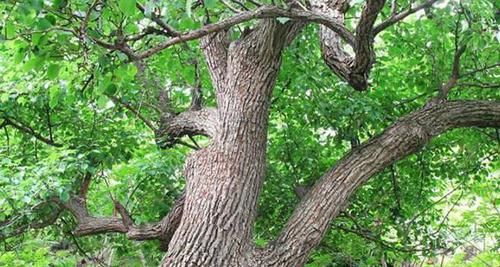  「我国」记住它外貌，目前我国二级保护植物，家乡若有，请别砍