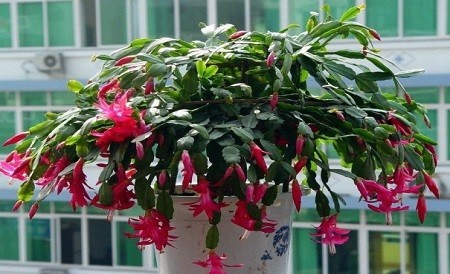 #长寿花#3种花,有个阳台就能养,盆越小开花越多,轻松开成花园