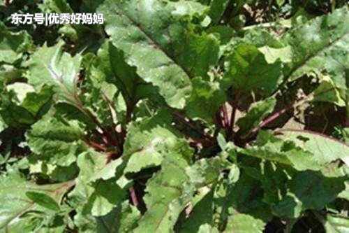 农村这种常见的蔬菜可抗癌, 农村人家天天吃，可惜城里人不知道