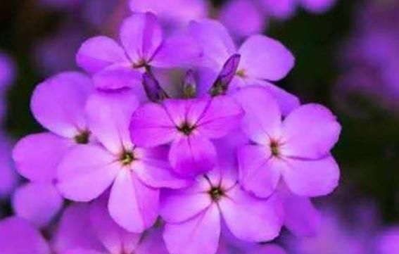  [随便]“3种花”花朵数不清，阳台随便摆一盆，花一开就是“花瓣雨”