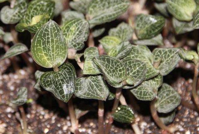  【种植物】“1种草”个头小，价值堪比“人参”，如今想挖不好找，别忽视！