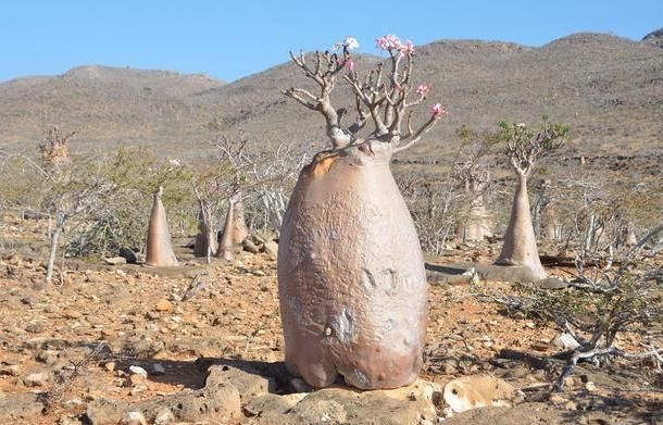 世界上肚量最大的树:储水量达两吨，一家人可饮用半年