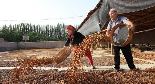  「生果」1斤生果卖15，加工能卖60块，供不应求，果农嫌弃不愿种