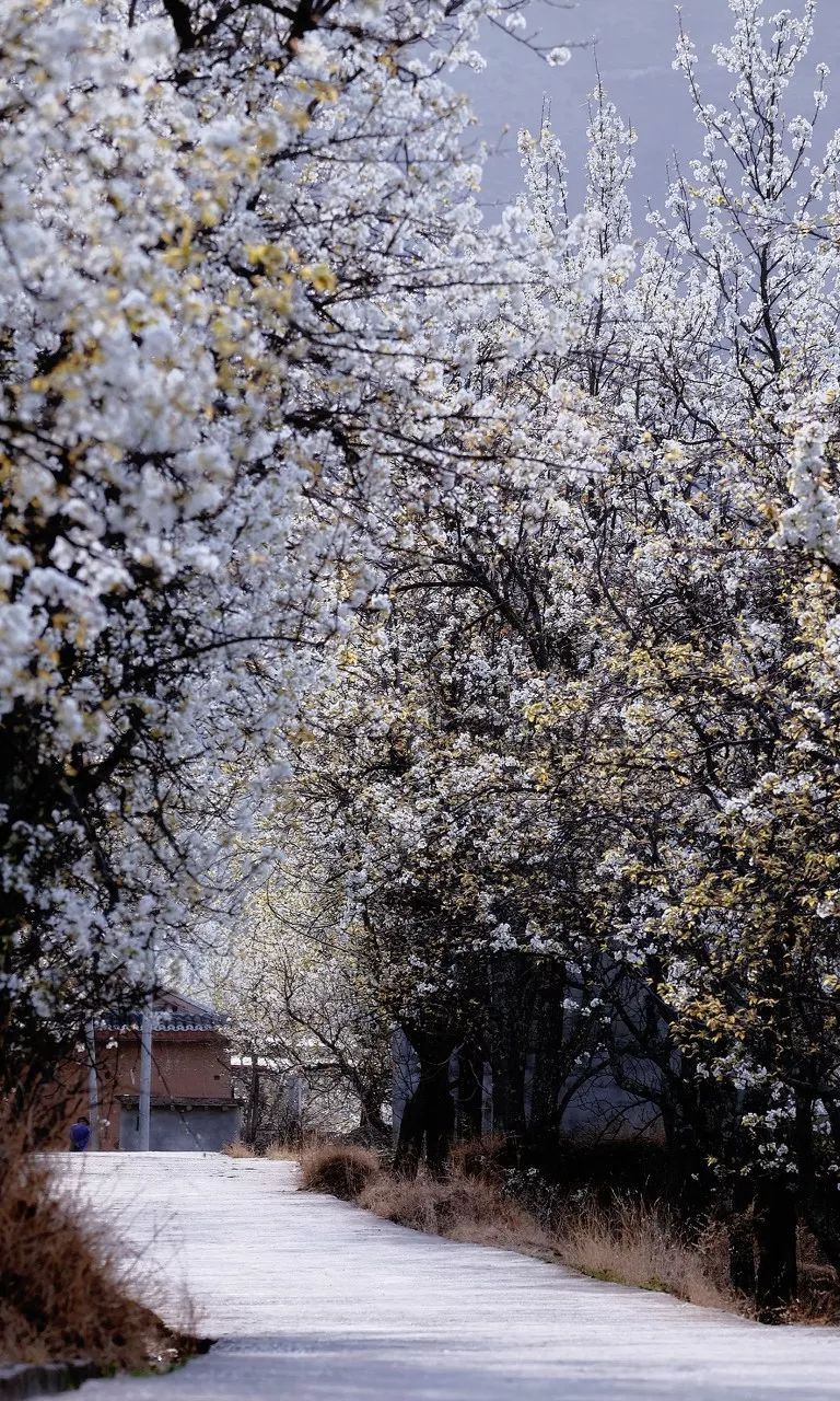 再过20天，中国将花开成海，错过再等一年