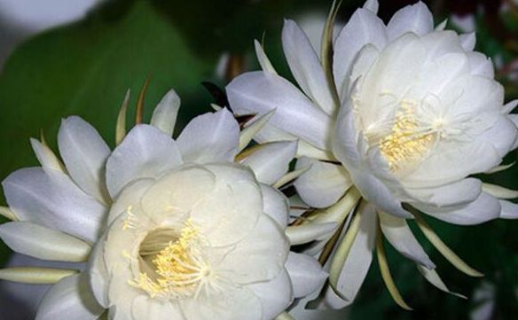  『最合适』这四种花“叶插”最合适，摘片叶子就能插活，嫩芽呼呼冒不停