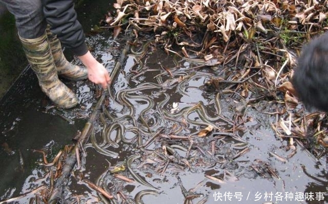 农民这种地方养黄鳝, 二个月后收入数万, 估计没人敢吃!