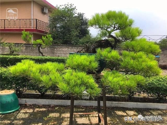 盆景大师都爱玩，山松会否成为下一个热点？