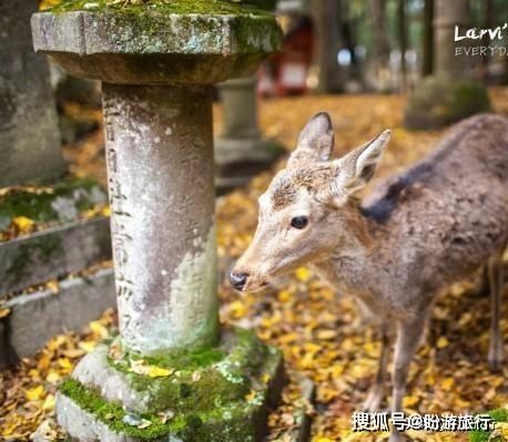 「祈福的灯笼」DAY2日本深度自由行之大阪都门奈良城崎旅行日记