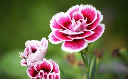 漂亮|喜欢养护漂亮花卉,就选择花大色艳、花期长,开成花海的5种花卉