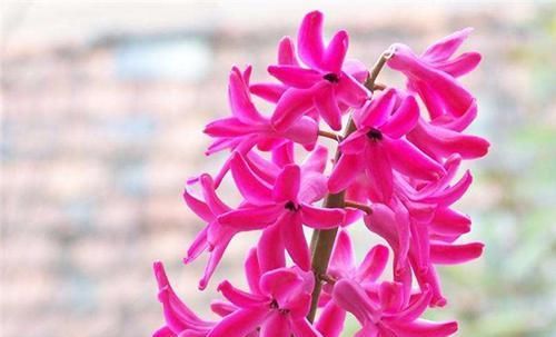  「西洋」被誉为“西洋水仙”的风信子，不同颜色的风信子的花语，你都了解吗？