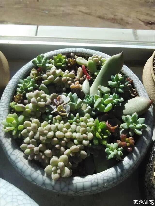  【成活率】多肉叶插时，换个姿势，成活率大大提高！