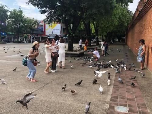 中国游客来泰国清迈旅游，在广场上拍照，竟专门找当地人来吓鸽子