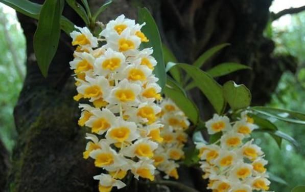  『花苞』阳台养个“大花球”，花苞一团团，光是浇水，就能一年四季花儿旺