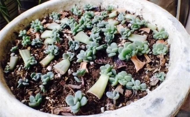  「发芽」4种多肉容易发芽，1盆能变20盆，养起来特有成就感