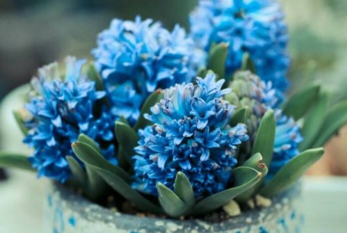  「薰衣草」这几款花卉，养在客厅，养眼又养生，开花轻松爆盆，花朵清新淡雅