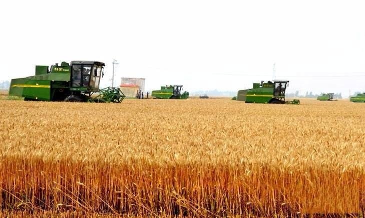  【进口大量粮】为何印度在出口粮食，中国却满世界卖大米？专家