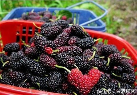 白酒泡桑葚酒制作方法,功效与作用