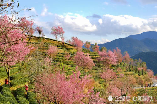 云南最低调山谷，冬季里樱花盛开似锦，游客不多还免门票