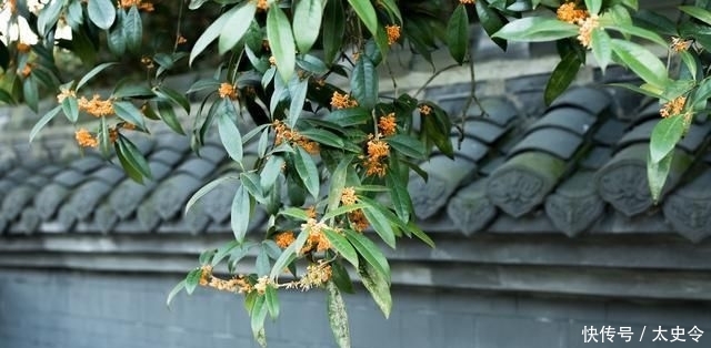  「树有」适合农村庭院种植的树有哪些？老农：这4种树，你最好不