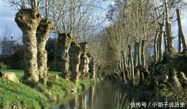  [生人]“生人不栽柳树，人老不躺杨木”，一老农给出解释，专家