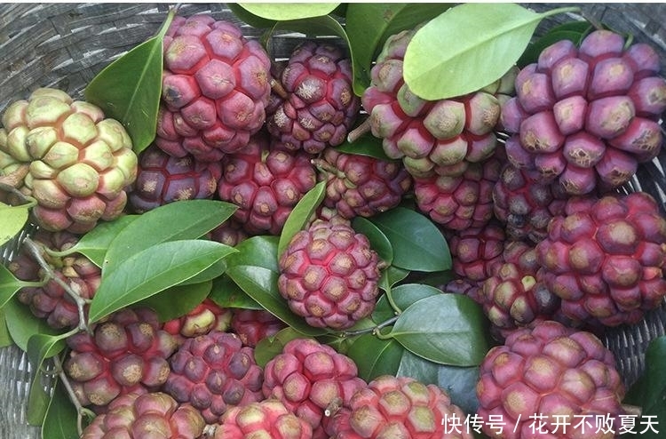  #种植#曾被炒得火热，问世一斤30元，如今种植有价无市，果农又