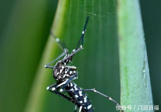 中国出现花蚊子的时间并不长，人们白天已无法乘凉，它从哪来的