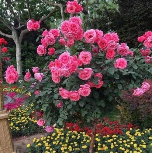 回家@想买花,就买这4种,回家就开花,一茬接一茬,喜庆极了
