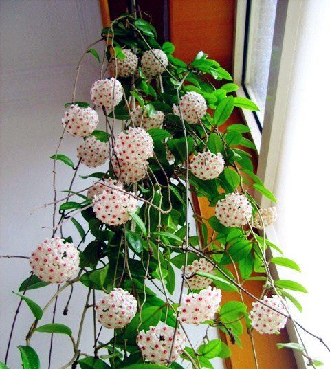  #观赏价值#室内养花选它，丢盆里就能活，花叶俱美，清香四溢，值得拥有！