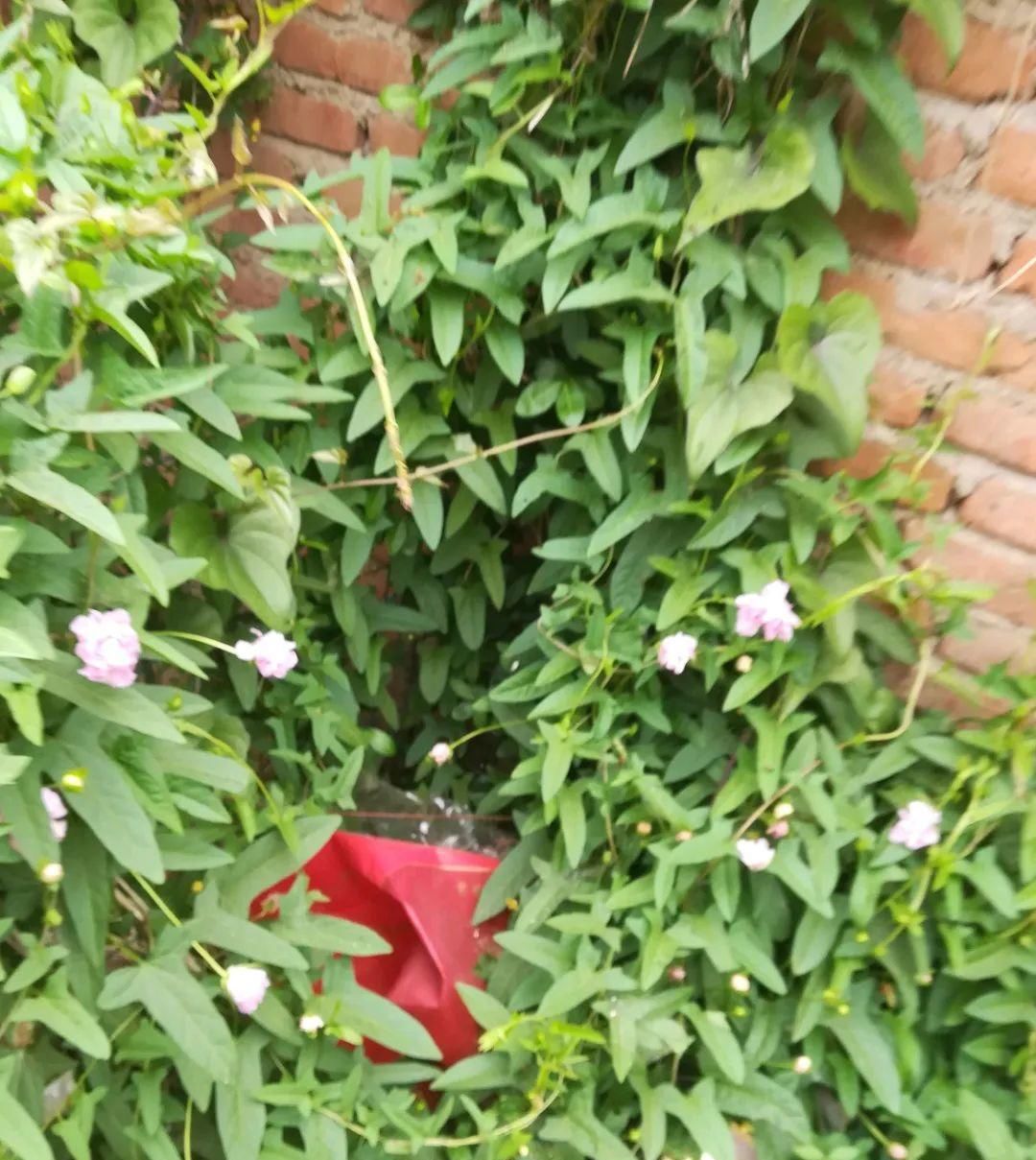  【慎养】这花要慎养，每年砍掉3麻袋，照样蹭蹭长！