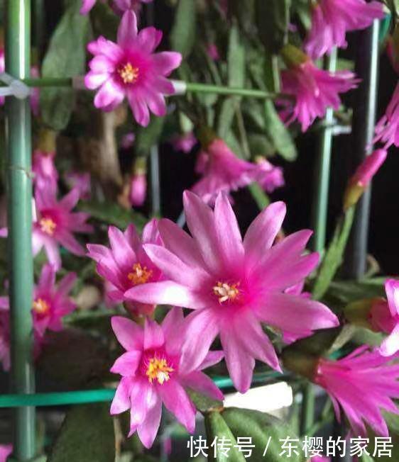  夏天的时|蟹爪兰还没冒花苞，叶子全“黄了”，教你几招就解决