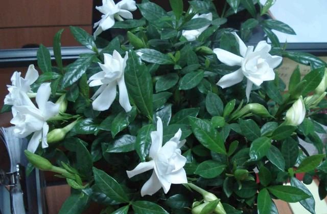 「栀子花」茉莉花、栀子花生长“慢吞吞”,7天浇杯“尿”,蹭蹭长!
