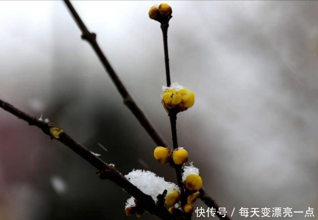 作为一个山东人，下雪不只有刷朋友圈，还要……