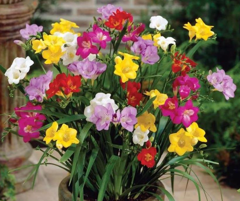 #长春花#现在就养“4种花”,花朵开正旺,随手一养就爆盆,开成小花园!