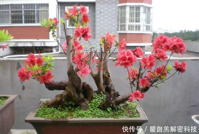  #花芽分化期#映山红盆景养护8要点，领悟透了，盆景造型美，开花爆盆不见叶