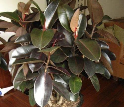 [植株的叶片]橡皮树叶片发黄、掉落，有四个原因，教你处理，叶子20天变油亮！