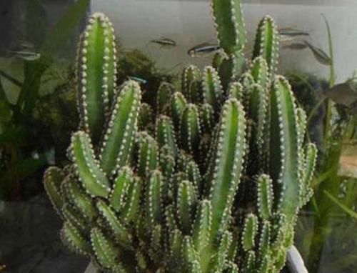 『能力非常』养盆“万重山”,3个“动作”做到位,疯长侧芽,层层叠叠挤满盆